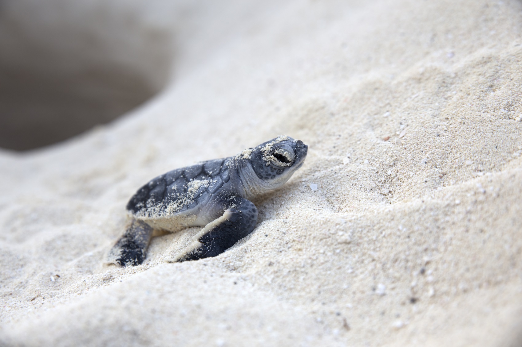 Sea Turtle Nesting Season on Sanibel Island - Port Sanibel Marina