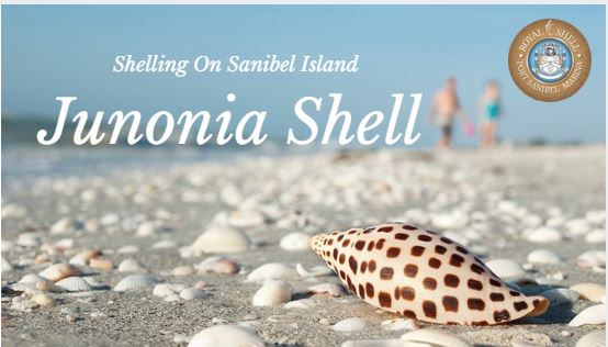 Shelling Sanibel-Junonia