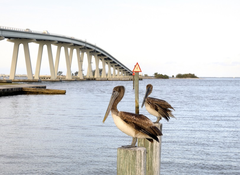 kindness-pelicans