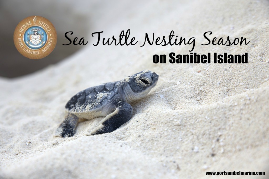 Each sea turtle nest contains more than 100 eggs and just one in 1,000 hatchlings make it to adulthood.