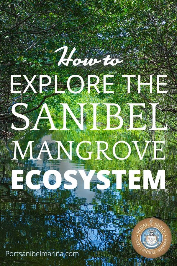 Sanibel mangrove ecosystem