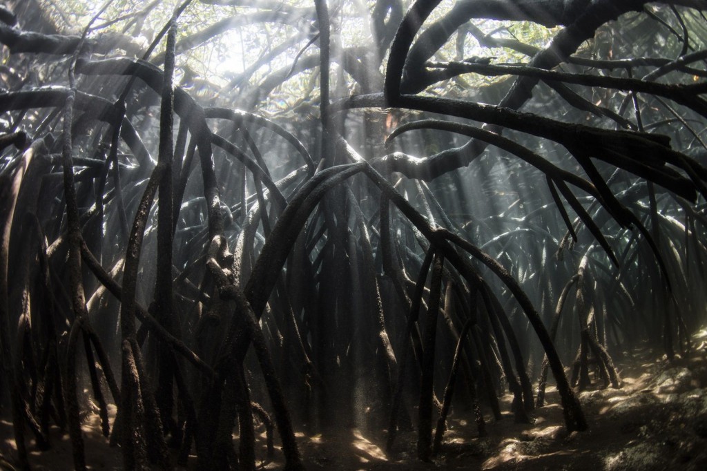mangroves underground