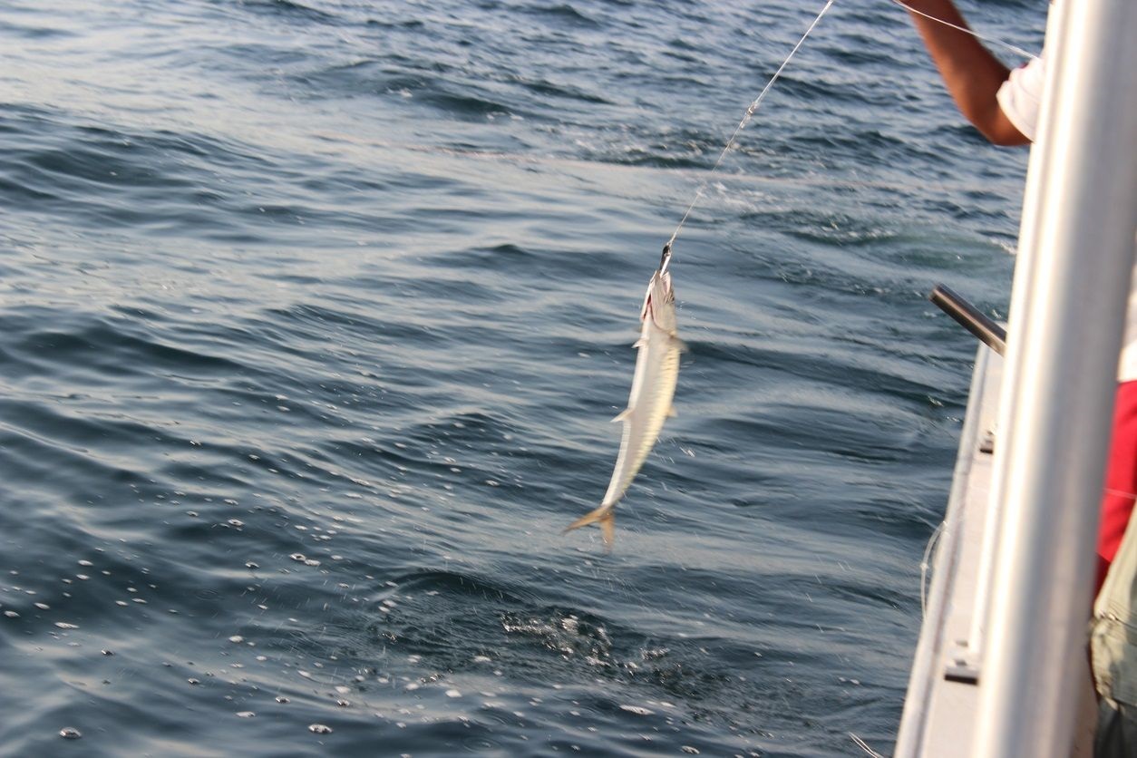 how to catch kingfish