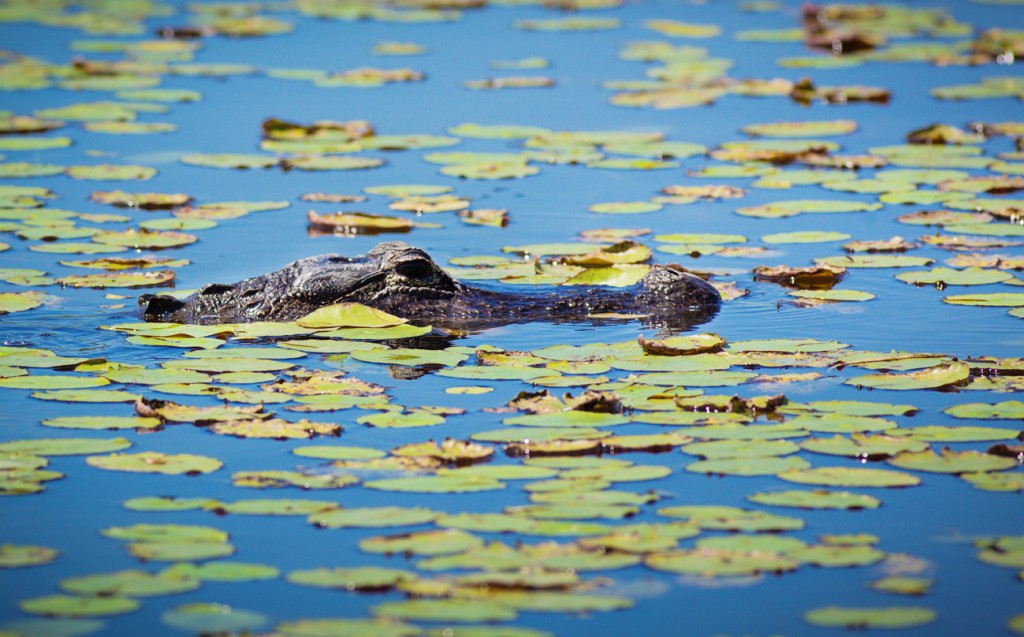 alligator in Florida 