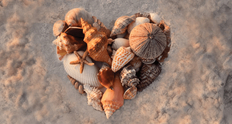 See Sea Animals and More with Southwest Florida's Best Shelling