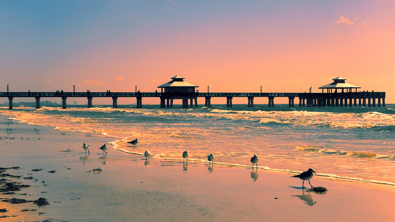 Wildlife in Fort Myers and Sanibel: A Guide to the Local Fauna