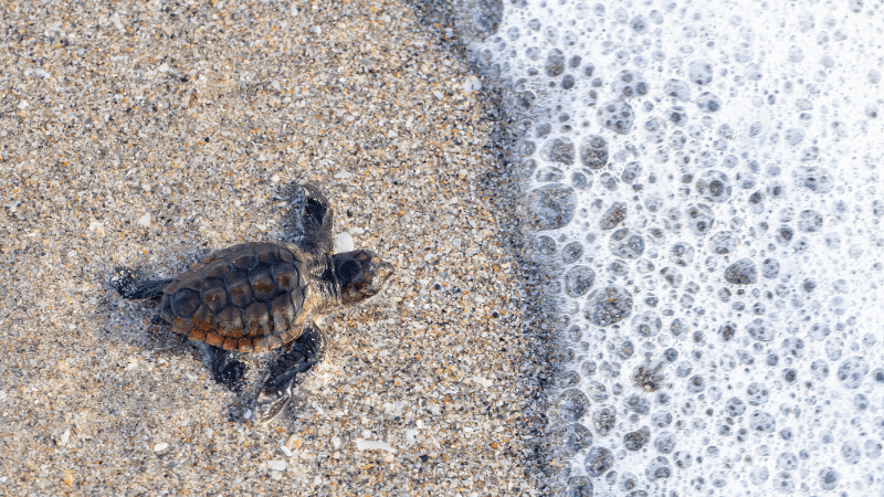 What Time of Year do Turtles Hatch in Florida?