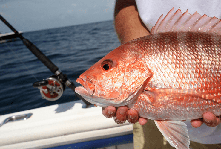 What Inshore Fish Are in Season in Florida?