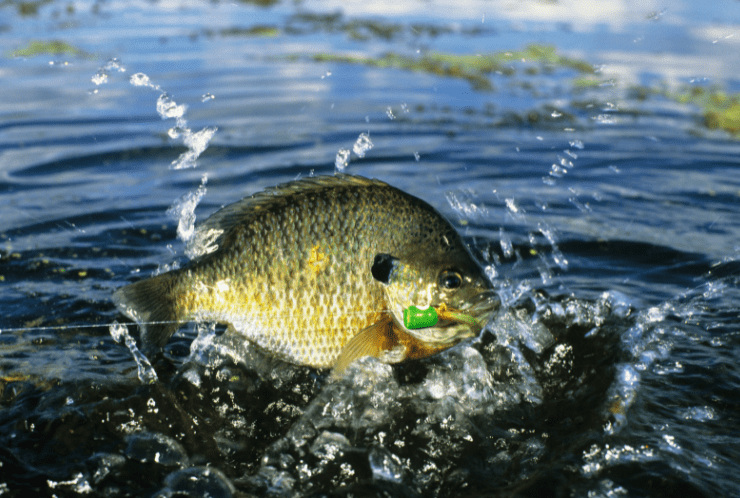 What Kind of Bass Can You Catch in Southwest Florida?