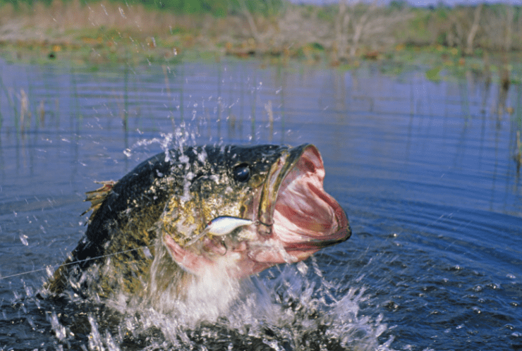 Your Handbook to Bass Fishing in Florida