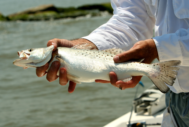 Spotted Sea Trout (Speckled Trout)