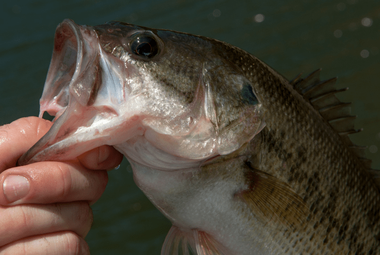 What Is the Best Knot for Bass Fishing