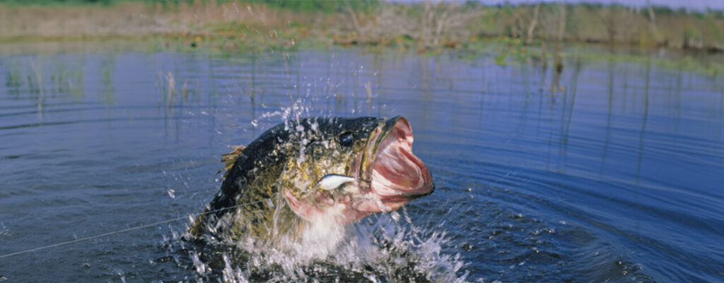 Your-Handbook-to-Bass-Fishing-in-Florida