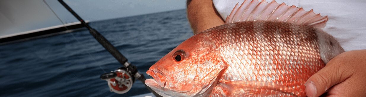 Common-Off-Shore-Fish-in-Florida