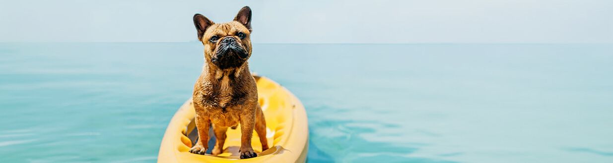 Dog-Friendly-Activities-in-Sanibel-Island