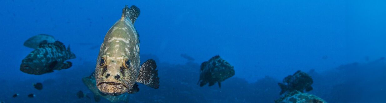 Port-Sanibel-Grouper-Tournament