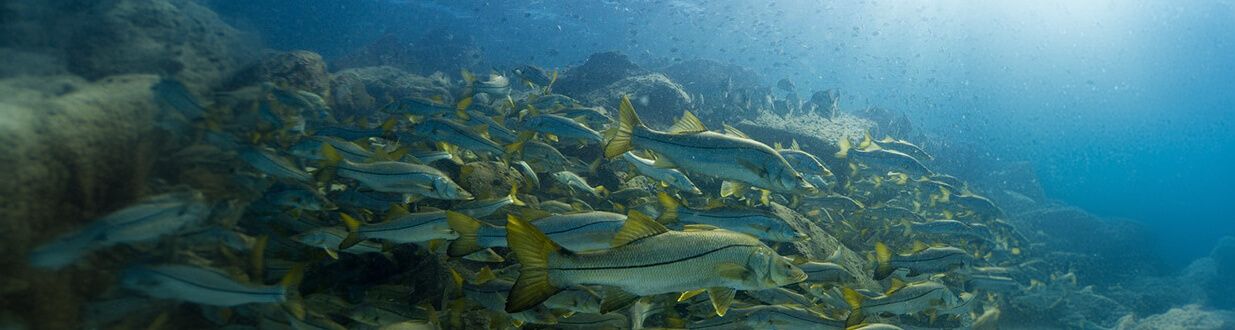 Snook in the Florida Gulf