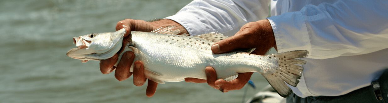 Holding a Speckled-Trout