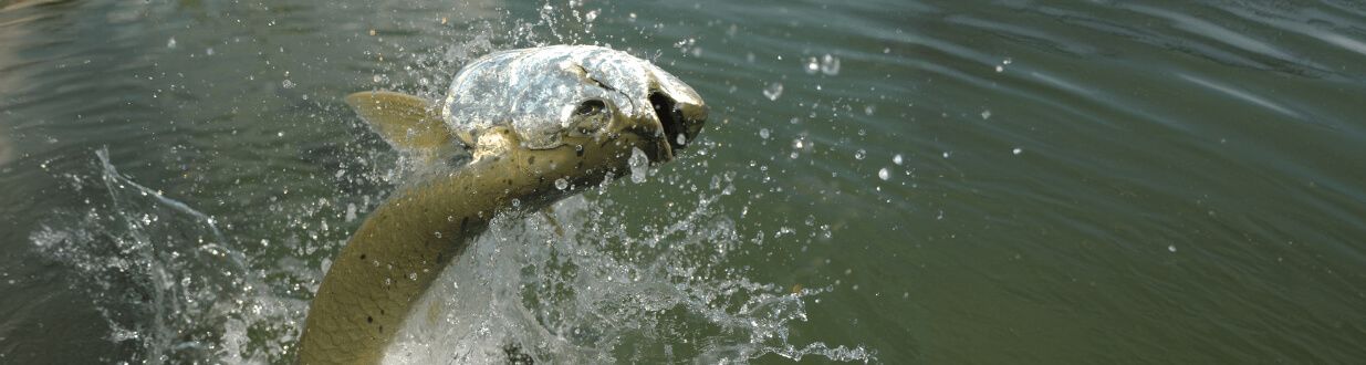 Tarpon Fish Jumping