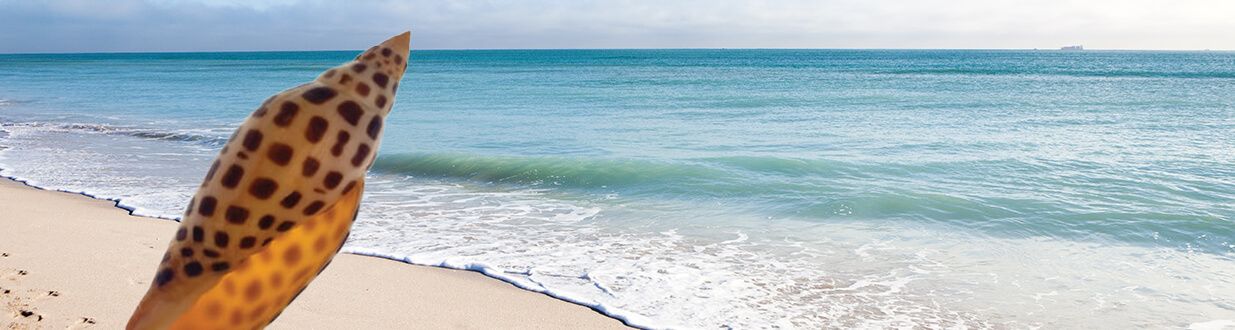 What-is-the-Best-Month-for-Shelling-on-Sanibel-Island