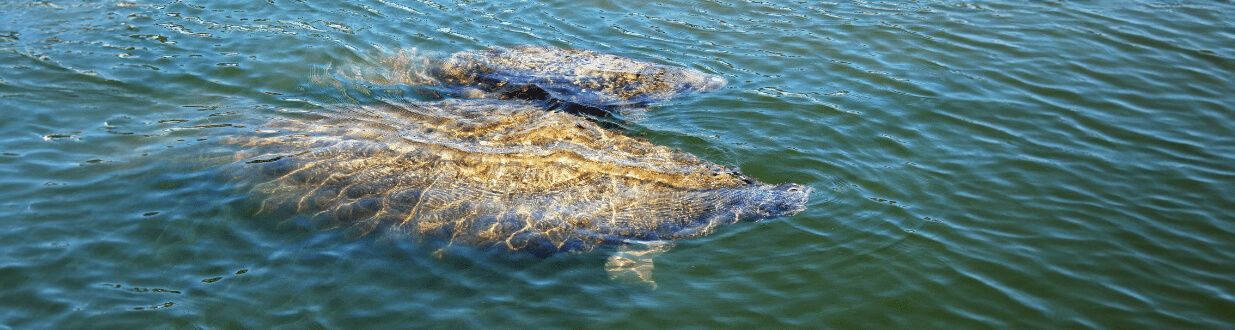 Where-is-The-Best-Place-to-See-Manatees-in-Sanibel