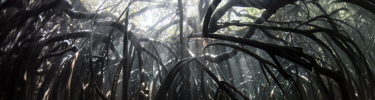 Port-Sanibel-Mangroves-branches