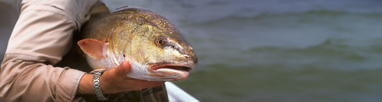 Port-Sanibel-Redfish-fishing