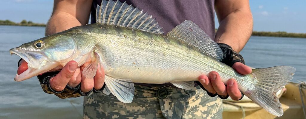 edison-big-snook-fishing-tournament-event-catch