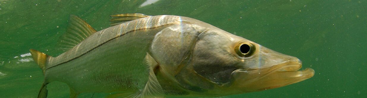 fishing-in-sanibel-island