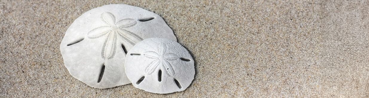 port-sanibel-marina-beautiful-sand-dollar-on-the-beach