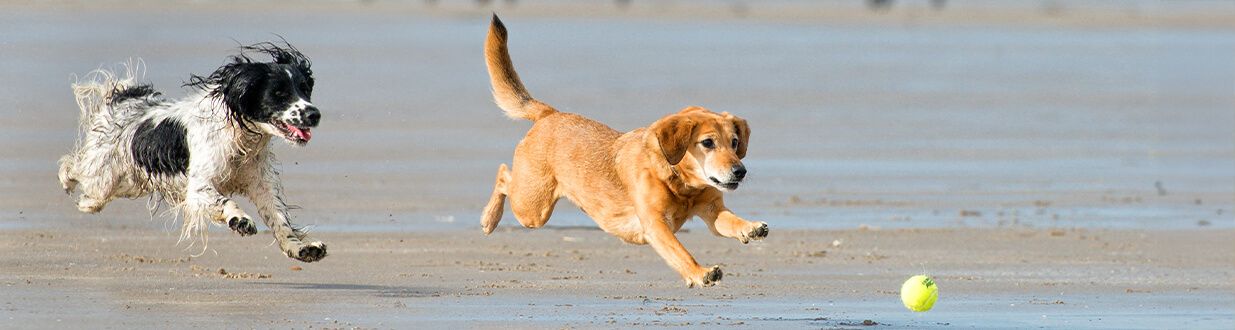 port-sanibel-marina-dogs-chacing-each-other-on-the-beach