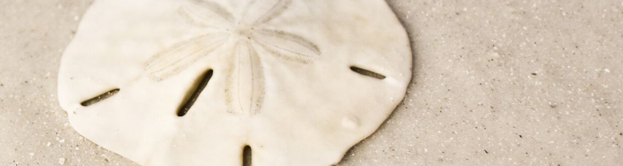 port-sanibel-marina-sand-dollar-on-the-beach