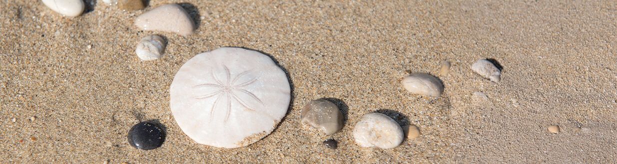 port-sanibel-marina-searching-for-sand-dollar-on-the-beach