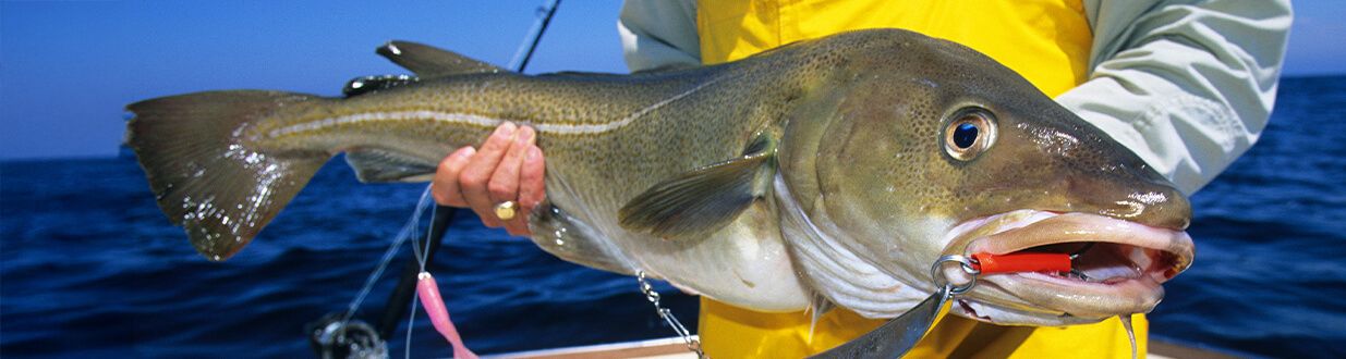 snook-fishing-in-southwest-florida