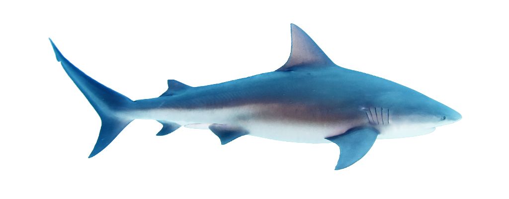 fish-bull-shark