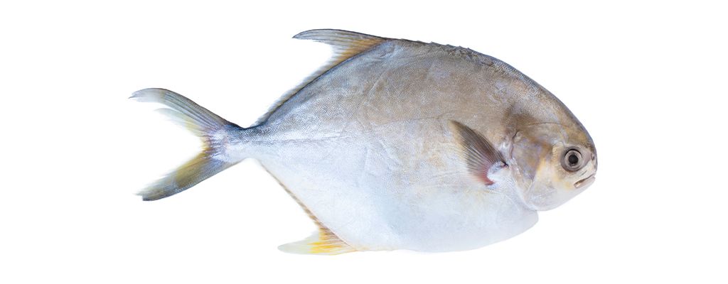 fish-pompano