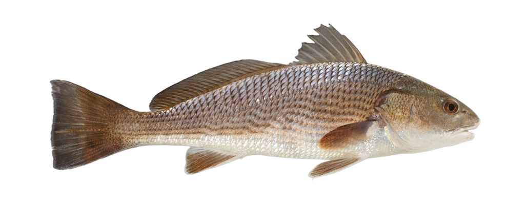 fish-redfish-correct