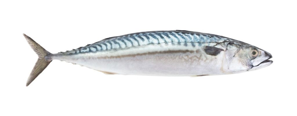 fish-spanish-mackrel
