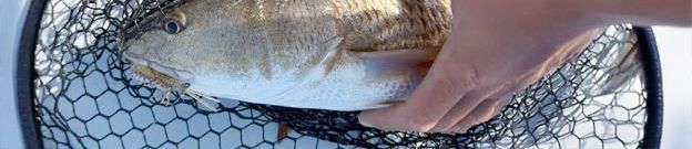 fish-in-net-port-sanibel-marina