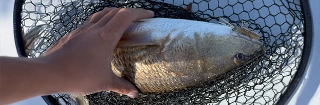 port-sanibel-marina-fish-net