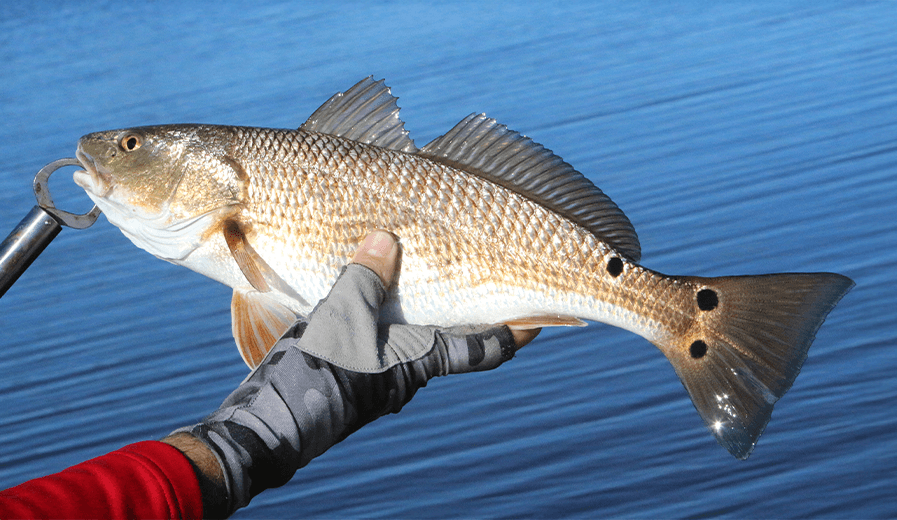 red-fish-port-sanibel-marina