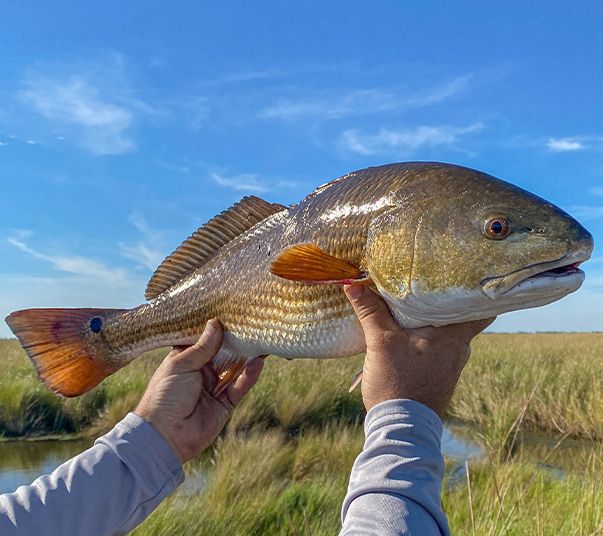 port-sanibel-marina-snook-catch