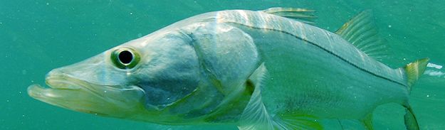 port-sanibel-marina-snook