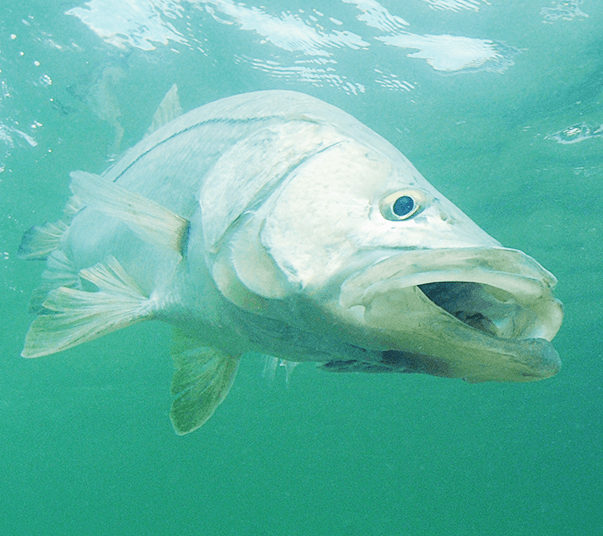 snook-port-sanibel-marina