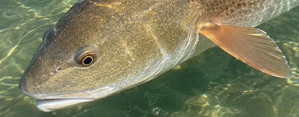 redfish-close-up-port-sanibel-marina