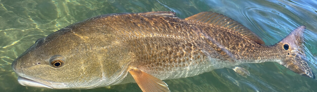 redfish-port-sanibel-marina
