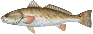 redfish-port-sanibel-marina