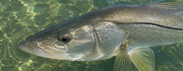 snook-close-up-port-sanibel-marina