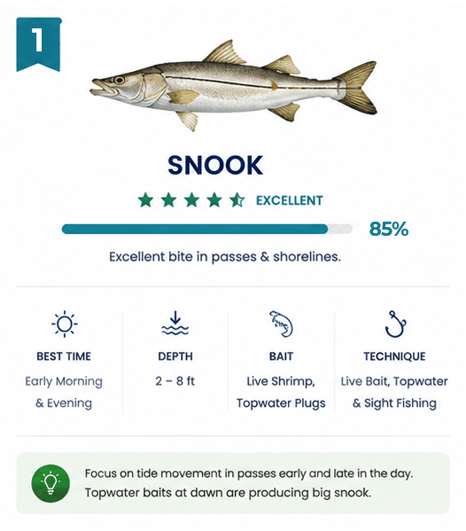 snook-fish-card