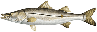 snook-port-sanibel-marina